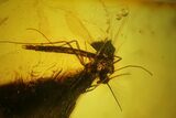 Two Fossil Flies (Diptera) In Baltic Amber #135077-2